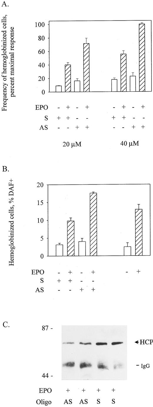 Fig. 3. Antisense oligonucleotide-inhibition of HCP expression enhances EPO-induced SKT6 cell hemoglobinization. (A) SKT6 cells were transfected with HCP antisense (AS) or control (S) oligonucleotides at 20 μmol/L and 40 μmol/L concentrations using DMRIE-C as a liposomal agent (see the Materials and Methods). At 48 hours posttransfection, frequencies of hemoglobinized cells in EPO-exposed versus control cultures were assayed by staining with DAF. Values are means ± standard deviations for three replicate cultures and are expressed as the percentage of maximal response to EPO. (B) To further illustrate effects of the treatment of SKT6 cells with HCP antisense oligonucleotides, data from above (A; 40 μmol/L oligonucleotide exposure) are expressed directly as frequencies of hemoglobinized cells, and SKT6 cells treated with oligonucleotides are compared with cells treated in parallel with DMRIE-c alone (right histograms). (C) In experiments in which SKT6 cells were transfected with antisense (AS) versus control (S) oligonucleotides at 40 μmol/L, the specific inhibition of HCP expression was assessed. After stimulation with EPO (+10 U/mL for 48 hours) cell lysates were prepared, and levels of HCP expression were assayed by immunoprecipitation and Western blotting. Based on densitometry, an estimated twofold inhibition of HCP expression was achieved by antisense oligonucleotide treatment.