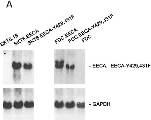 Fig. 6. The EGF receptor/EPO receptor chimera EECA-Y429, 431F mediates SKT6 cell hemoglobinization at enhanced levels (versus the control chimeric construct EECA). (A) Levels of expression of EECA and EECA-Y429, 431F receptor forms in stably transfected SKT6 cell lines were assayed by Northern blotting. Hybridization was performed using a 1,700-bp EcoRI → Bgl II cDNA fragment of ECCA (see the Materials and Methods). (B) SKT6 cells were electrotransfected with pCINeo vectors encoding the chimeric receptors EECA or EECA-Y429, 431F, and stably transfected cell lines (SKT6-EECA and SKT6-EECA-Y429, 431F ) were isolated by culture in G418 (see the Materials and Methods). In these derived lines, the ability of these chimeric receptors to mediate EGF-induced hemoglobinization then was compared. Briefly, cells (2.5 × 105 cells/mL) were exposed to EGF (±25 ng/mL) or EPO (±2 U/mL) for 72 hours and the frequencies of ligand-induced hemoglobinization were assayed by in situ staining with DAF. Values are means ± standard deviations for three replicate cultures and are corrected for background (ie, low levels of DAF-positive cells observed in the absence of EGF or EPO are subtracted). Two clones from each electrotransfection are represented. (C) To provide for a more direct comparison of the activities of EECA and EECA-Y429, 431DF receptor forms, data from above (A) for SKT6-EECA and SKT6-EECA-Y429, 431DF cell lines are compared directly with frequencies of hemoglobinization in these lines as induced by EPO in parallel cultures. (D) To confirm results obtained via the staining of hemoglobinized SKT6 cells with DAF, levels of globin in lysates from the above cultures also were assayed by Western blotting.