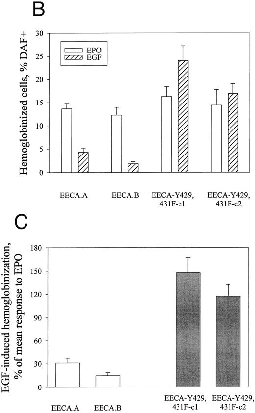 Fig. 6. The EGF receptor/EPO receptor chimera EECA-Y429, 431F mediates SKT6 cell hemoglobinization at enhanced levels (versus the control chimeric construct EECA). (A) Levels of expression of EECA and EECA-Y429, 431F receptor forms in stably transfected SKT6 cell lines were assayed by Northern blotting. Hybridization was performed using a 1,700-bp EcoRI → Bgl II cDNA fragment of ECCA (see the Materials and Methods). (B) SKT6 cells were electrotransfected with pCINeo vectors encoding the chimeric receptors EECA or EECA-Y429, 431F, and stably transfected cell lines (SKT6-EECA and SKT6-EECA-Y429, 431F ) were isolated by culture in G418 (see the Materials and Methods). In these derived lines, the ability of these chimeric receptors to mediate EGF-induced hemoglobinization then was compared. Briefly, cells (2.5 × 105 cells/mL) were exposed to EGF (±25 ng/mL) or EPO (±2 U/mL) for 72 hours and the frequencies of ligand-induced hemoglobinization were assayed by in situ staining with DAF. Values are means ± standard deviations for three replicate cultures and are corrected for background (ie, low levels of DAF-positive cells observed in the absence of EGF or EPO are subtracted). Two clones from each electrotransfection are represented. (C) To provide for a more direct comparison of the activities of EECA and EECA-Y429, 431DF receptor forms, data from above (A) for SKT6-EECA and SKT6-EECA-Y429, 431DF cell lines are compared directly with frequencies of hemoglobinization in these lines as induced by EPO in parallel cultures. (D) To confirm results obtained via the staining of hemoglobinized SKT6 cells with DAF, levels of globin in lysates from the above cultures also were assayed by Western blotting.