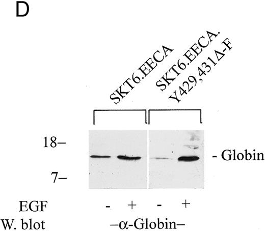 Fig. 6. The EGF receptor/EPO receptor chimera EECA-Y429, 431F mediates SKT6 cell hemoglobinization at enhanced levels (versus the control chimeric construct EECA). (A) Levels of expression of EECA and EECA-Y429, 431F receptor forms in stably transfected SKT6 cell lines were assayed by Northern blotting. Hybridization was performed using a 1,700-bp EcoRI → Bgl II cDNA fragment of ECCA (see the Materials and Methods). (B) SKT6 cells were electrotransfected with pCINeo vectors encoding the chimeric receptors EECA or EECA-Y429, 431F, and stably transfected cell lines (SKT6-EECA and SKT6-EECA-Y429, 431F ) were isolated by culture in G418 (see the Materials and Methods). In these derived lines, the ability of these chimeric receptors to mediate EGF-induced hemoglobinization then was compared. Briefly, cells (2.5 × 105 cells/mL) were exposed to EGF (±25 ng/mL) or EPO (±2 U/mL) for 72 hours and the frequencies of ligand-induced hemoglobinization were assayed by in situ staining with DAF. Values are means ± standard deviations for three replicate cultures and are corrected for background (ie, low levels of DAF-positive cells observed in the absence of EGF or EPO are subtracted). Two clones from each electrotransfection are represented. (C) To provide for a more direct comparison of the activities of EECA and EECA-Y429, 431DF receptor forms, data from above (A) for SKT6-EECA and SKT6-EECA-Y429, 431DF cell lines are compared directly with frequencies of hemoglobinization in these lines as induced by EPO in parallel cultures. (D) To confirm results obtained via the staining of hemoglobinized SKT6 cells with DAF, levels of globin in lysates from the above cultures also were assayed by Western blotting.