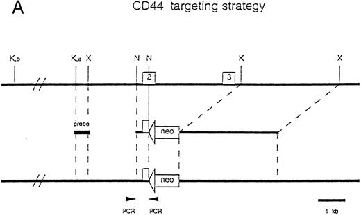 Fig. 1. Generation of CD44-deficient mice. (A) Restriction map of the CD44 genome fragment used to generate the targeting vector. Open boxes represent exons 2 and 3. 5′ flanking probe is designated as probe. Targeting vector replaces 3′ end of exon 2 and the entire exon 3 with a neomycin resistance gene in an antisense orientation containing several stop codons for all reading frames. Map of predicted homologous hybridization results in a 3.9-kb gene-targeted fragment compared with a 13-kb wild-type Kpn I fragment in C57BL/6J. (Abbreviations: N, Nco I; X, Xba I; K, Kpn I; K, e, Kpn I restriction sites in 129J mouse strain (missing in C57BL/6J mice), K, b, Kpn I restriction sites in C57BL/6 mice.) (B) Southern blot of homozygous-, heterozygous-mutant, and wild-type mice. Genotypes are indicated at the top of each lane: +/+, wild-type; +/−, heterozygous mutant; and −/−, homozygous mutant.