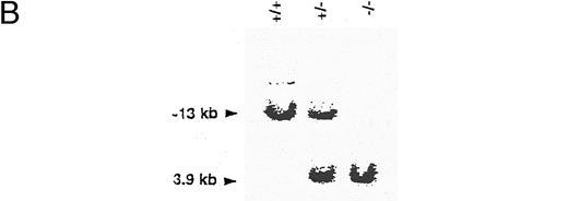 Fig. 1. Generation of CD44-deficient mice. (A) Restriction map of the CD44 genome fragment used to generate the targeting vector. Open boxes represent exons 2 and 3. 5′ flanking probe is designated as probe. Targeting vector replaces 3′ end of exon 2 and the entire exon 3 with a neomycin resistance gene in an antisense orientation containing several stop codons for all reading frames. Map of predicted homologous hybridization results in a 3.9-kb gene-targeted fragment compared with a 13-kb wild-type Kpn I fragment in C57BL/6J. (Abbreviations: N, Nco I; X, Xba I; K, Kpn I; K, e, Kpn I restriction sites in 129J mouse strain (missing in C57BL/6J mice), K, b, Kpn I restriction sites in C57BL/6 mice.) (B) Southern blot of homozygous-, heterozygous-mutant, and wild-type mice. Genotypes are indicated at the top of each lane: +/+, wild-type; +/−, heterozygous mutant; and −/−, homozygous mutant.