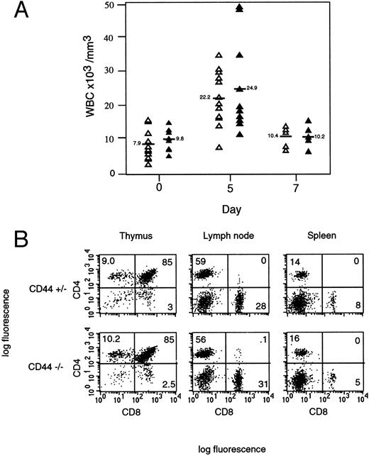 Fig. 3. Normal leukocyte and T-cell numbers. (A) White blood cell (WBC) counts are unaltered in CD44−/− mice. Mice were injected twice daily for 4 days with G-CSF. Control mice were injected with PBS, indicated as day 0. Mice were sacrificed at days 5 and 7 after the start of G-CSF treatment, and peripheral blood was collected individually by heart bleeding. White blood cells were analyzed with a Coulter counter (Coulter, Miami, FL) calibrated for mice cells. Results from individual mice are shown. CD44−/−, open triangles and CD44+/−, closed triangles. Average white blood cells are indicated with bars and values. (B) Normal T-cell subsets in thymus, lymph nodes, and spleen. Different organs were used to examine T cells from CD44+/+, CD44+/−, and CD44−/− mice. Thymocytes, lymph node, and spleen cells were stained with PE-conjugated anti-CD8 and FITC-conjugated anti-CD4. No detectable difference was seen in total T-cell number or CD4/CD8 ratio in these organs. FCM data were collected for viable lymphocytes according to SSC and FSC.