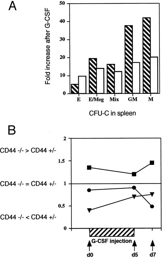 Fig. 4. Impaired distribution of CFU-GM and CFU-M. (A) Decreased spleen-derived CFU-GM and CFU-M colonies in CD44−/− mice. The specific kinds of CFU-C in the spleens of G-CSF treated and untreated CD44−/− and +/− mice were characterized and counted separately for each mouse to determine the numbers of CFU-E/BFU-E, CFU-E/Meg, CFU-G, CFU-M, and CFU-GM. The bar graph shows reduced increases of CFU-GM and CFU-M in CD44−/− (open) compared with CF44+/− (crosshatched) mice. Increases represent (specific colony) ratios for G-CSF-treated and -untreated animals. (B) Altered tissue distribution of CSF-GM colonies in CD44−/− mice after G-CSF treatment. GM-CSF colony number derived from bone marrow (BM), spleen, and peripheral blood of CD44−/− and CD44+/− mice were compared at the indicated time points after the start of G-CSF treatment. The quotient of CFU-GM colonies from CD44−/− and CD44+/− were given for BM (closed squares), spleen (closed triangles), and PB (closed circles). Similar data were obtained from four independent tests with pools of two to five mice per group/experiment. The data show that at all times examined, CD44−/− mice have fewer progenitors in the spleen than +/− control littermates (ie, ratio < 1). Conversely, CD44−/− mutants have elevated numbers of CFU-GM progenitors in the bone marrow compared with +/− control mice (ie, ratio < 1).