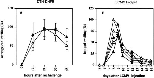 Fig. 8. CD4- and CD8-mediated DTH response in CD44−/− mice. Four CD44+/− (closed triangles) and four CD44−/− (open triangles) mice were immunized (A) on shaved abdomen and rechallenged on one ear with DNFB. Ear thickness is shown as a percentage of swelling compared with the untreated ear. (B) CD44+/− and CD44−/− mice were infected with 100 pfu LCMV at day 0, and footpad swelling was measured every day or every other day. Swelling is given as percent increase compared with footpad size before infection.