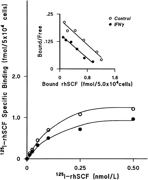 Fig. 3. IFNγ downregulates 125I-rhSCF–specific binding to ECFCs. The effect of rhIFNγ on 125I-SCF–specific binding was examined to determine the affinity and number of SCF receptors. Day-5 ECFCs were incubated with 2,500 U/mL of rhIFNγ for 24 hours and then specific binding of 125I-rhSCF was measured. The level of 125I-rhSCF–specific binding in the rhIFNγ group (•) was significantly lower than in the control group (○). Scatchard analysis shows a single class of SCF receptors in both groups, with reduction of the receptor number after rhIFNγ treatment, but no effect on the kd. A summary of triplicate experiments is shown in Table 1. ECFC purity in this experiment was 53% ± 7% in the control group and 48% ± 1% in the rhIFNγ group.