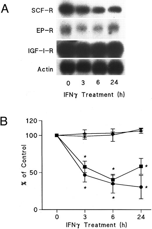 Fig. 7. Effects of IFNγ on SCF, EP, and IGF-I receptor mRNA expression. Day-6 ECFCs were treated with 2,500 U/mL of IFNγ for 3, 6, and 24 hours and Northern analysis was performed with specific 32P-DNA probes for these mRNAs. (A) shows the autoradiograms of a Northern analysis indicating the level of SCF, EP, and IGF-I receptor (R) mRNA, as well as actin mRNA. (B) shows the change in the level of SCF (•), EP (▪), and IGF-I receptor (▴) mRNA and actin mRNA (▾) after densitometric scanning. Data are expressed as the percentage of actin mRNA level and means ± SD of triplicate experiments with ECFC purities of 52% ± 4%, 46% ± 2%, and 68% ± 4%.