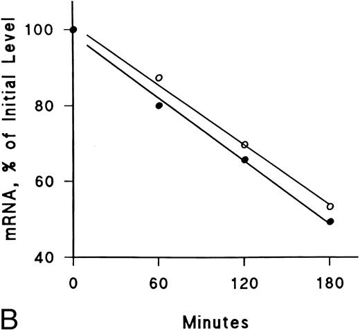 Fig. 8. Lack of effect of IFNγ on decay of SCF and EP receptor mRNA after actinomycin D treatment. Day-6 cells were incubated with (•) or without (○) 2,500 U/mL rhIFNγ for 3 hours and then RNA synthesis was inhibited with actinomycin D (5 μg/mL). Total RNA was extracted at the indicated time periods for Northern analysis. The membrane was hybridized sequentially with SCF (A) and EP (B) receptor 32P-DNA probes, as well as a probe for actin, and densitometry was performed with correction for loading variations. The purity of control cells was 48% ± 3% and the purity of rhIFNγ-treated cells was 46% ± 2% (mean ± SD of 3 experiments).