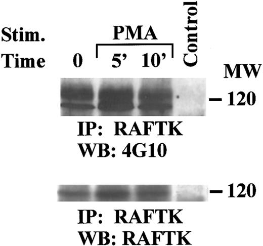 Fig. 3. Tyrosine phosphorylation of RAFTK in TrHBMEC by PMA stimulation. Serum-starved TrHBMEC were treated with 20 nmol/L of PMA for 5 or 10 minutes. TCL from treated and untreated cells were immunoprecipitated with the anti-RAFTK antibody. Immunoprecipitates were size-fractionated on 7.5% SDS-PAGE and subjected to serial immunoblotting with antiphosphotyrosine antibody 4G10 (top panel) and anti-RAFTK (bottom panel). NRS was used as a negative control. There was a 200% estimated increase in phosphorylation after PMA treatment.