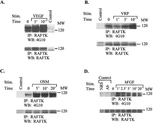 Fig. 4. Tyrosine phosphorylation of RAFTK in TrHBMEC after cytokine treatment. Cells were serum-starved overnight and then treated with VEGF (A), VRP (B), OSM (C), or bFGF (D) for the indicated time periods. TCL (1 mg) from treated or untreated cells were immunoprecipitated with anti-RAFTK antibody. Immunoprecipitates were resolved on 7.5% SDS-PAGE and subjected to serial immunoblotting with the antiphosphotyrosine antibody 4G10 (top panel) and anti-RAFTK antibody (bottom panel). NRS was used as a negative control. There was a 200% to 500% estimated increase in phosphorylation after cytokine treatment.