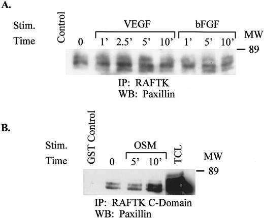 Fig. 5. (A) Association of RAFTK with paxillin in cytokine-treated TrHBMEC. Similar amounts of TCL from TrHBMEC treated with VEGF or bFGF were immunoprecipitated with the anti-RAFTK antibody. The immunoprecipitates were resolved on 7.5% SDS-PAGE, transferred onto a nitrocellulose membrane, and then immunoblotted with anti-paxillin antibody. NRS was used as a negative control. (B) Association of the GST-fusion protein RAFTK C-terminal domain with paxillin. Unstimulated or stimulated TrHBMEC lysates were immunoprecipitated with the GST-fusion protein RAFTK C-terminal domain, separated on 7.5% SDS-PAGE, transferred onto a nitrocellulose membrane, and immunoblotted with the antipaxillin antibody. GST alone was used as a negative control.