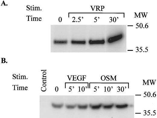 Fig. 6. VEGF, VRP, and OSM activate the JNK kinase in TrHBMEC. Unstimulated or stimulated TrHBMEC lysates were immunoprecipitated with anti-JNK antibody. The immune complex was incubated with kinase buffer containing 5 μCi γ32P-ATP and 0.2 μg/mL GST-c-Jun at RT for 30 minutes. The reaction products were resolved on 12% SDS-PAGE and detected by autoradiography.