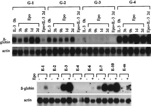 Fig. 1. Levels of β-globin mRNA before and after stimulation with Epo in G418r clones of Ba/F3 cells from two independent transfections. (Top panel) G418r clones (designated G-1 through G-4) maintained in IL-3–containing medium (IL-3 0 hours) were washed and exposed to either Epo alone for 3 hours, 9 hours, 1 day, and 2 days or to Epo and IL-3 for 2 days. Total cell RNA was hybridized with βmajor-globin and actin probes. (Bottom panel) G418r clones (designated E-1 through E-10) and a mixture of G418r cells propagated in suspension culture (designated E-m) derived from a separate transfection were washed and exposed to Epo for 2 days. The β-globin mRNA contents before and after Epo exposure were measured.