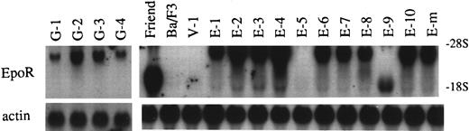 Fig. 2. Levels of EpoR mRNA in G418r clones of Ba/F3 cells transfected with the EpoR expression plasmid. Note that exogenously derived EpoR mRNA in G418r clones was larger in size than endogenous EpoR mRNA present in Friend erythroleukemia cells. V-1 is a G418r clone transfected with the p75/15 vector lacking EpoR cDNA.
