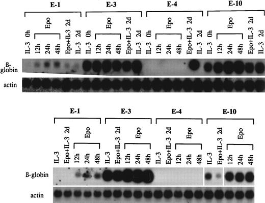 Fig. 3. Effect of pretreatment with Epo and IL-3 on responsiveness to the differentiation inducing action of Epo. (Top panel) G418r clones E-1, E-3, E-4, and E-10 in IL-3–containing medium (IL-3 0 hours) were washed and exposed to Epo for 12, 24, and 48 hours. Epo added to cells without washing (Epo + IL-3 2 days) was compared with untreated cultures (IL-3 2 days). (Bottom panel) The same clones in IL-3–containing medium (IL-3) washed and pretreated with Epo and IL-3 for 2 days (Epo + IL-3 2 days). Cells were then washed again and exposed to Epo for 12, 24, and 48 hours.