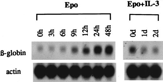 Fig. 4. Time course of accumulation of β-globin mRNA induced by Epo and inhibition of the accumulation by IL-3 in clone E-7. Cells were washed and exposed to either Epo alone or Epo and IL-3 at the indicated times.