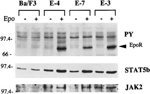 Fig. 5. Analysis of the phosphotyrosyl signal proteins before and after stimulation with Epo in clones with differing sensitivities to Epo. Cells were washed and either not stimulated or stimulated with Epo for 10 minutes. Cell lysates were immunoprecipitated with antiphosphotyrosine antibody 4G10 (PY). The immune complex was resolved by PAGE and transferred onto a nitrocellulose membrane. The blot was successively probed with antibodies against phosphotyrosine, STAT5b, and JAK2.