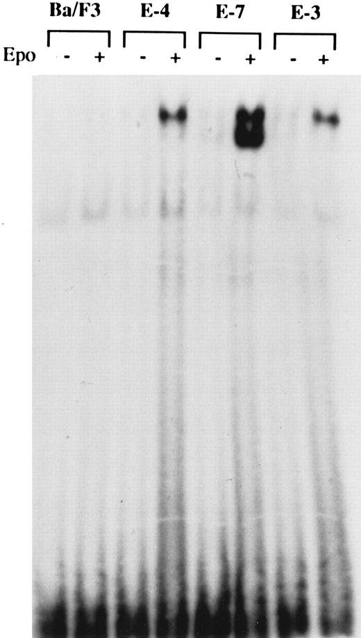Fig. 6. An EMSA using the STAT5 consensus sequence and nuclear extracts from clones with differing sensitivities to Epo. Cells were washed and either not stimulated or stimulated with Epo for 10 minutes. Nuclear extracts incubated with 32P-labeled STAT5 consensus oligonucleotide were analyzed by 5% PAGE.