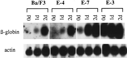 Fig. 7. Induction of differentiation by sodium butyrate in clones with differing sensitivities to Epo. Clones were exposed to sodium butyrate at a concentration of 1 mmol/L for 0, 1, and 2 days and total RNA was hybridized with β-globin and actin probes.
