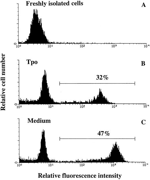 Fig. 6. Tpo counteracts apoptosis of CD34+CD38− BM cells. Thirty thousand CD34+CD38− BM cells were fixed directly after isolation (A), whereas 50,000 CD34+CD38− BM cells were incubated in serum-depleted medium for 44 hours in the presence of Tpo (B) or in the absence of cytokines (C). A viable cell scatter gate was set to include greater than 90% of freshly isolated CD34+CD38− BM cells (A). Cells falling within this gate were analyzed for the presence of fluorescein-dUTP labeling by flow cytometry as described in the Materials and Methods. Results are from one of three experiments, with similar results.