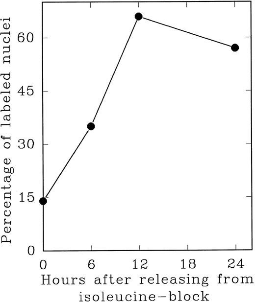 Fig. 5. S phase-enriched Lin− Rholow/Holow cells arrested in subsequent G0 /G1 phase by isoleucine-deprivation re-enter proliferative cycle after the release from isoleucine-block. Thirty hours after cytokine stimulation, Lin− Rholow/Holow cells were subjected to isoleucine-deprivation for 36 hours as described in the Materials and Methods. The cells were then released from isoleucine-block and at indicated intervals duplicate aliquots of cells were labeled with 3H-thymidine and processed for autoradiography to assess the percentage of cells with labeled nuclei as described in the Materials and Methods.