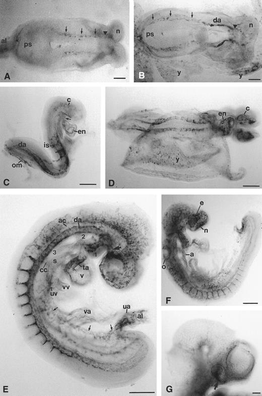 Fig. 1. Expression of CD34 mRNA during early cardiovascular development in the mouse embryo. Cranial/anterior is to the right in (A) and (B) (n, cranial neural fold). (A) 1-2–somite headfold stage: transcripts are detectable in two diffuse lines (arrowed), corresponding to the two presumptive dorsal aortae, continuous cranially with the presumptive paired endocardial heart tubes (arrowhead). (B) 3-somite stage: the paired dorsal aortae (da) are now clearly defined in the anterior half of the embryo, and are continuous with diffuse lines of stained cells, presumably pre-endothelial cells (arrowed), which join at the junction of the primitive streak (ps) and allantois; there is diffuse staining in the allantois and yolk sac (y). (C) 7-somite stage: caudally, the two dorsal aortae (da) are continuous with the omphalomesenteric artery (om) which is also stained; intersomitic arteries (is) have begun to branch from each dorsal aorta; endocardial (en) staining is clear in the ventricle and truncus arteriosus, which is continuous with the first aortic arch (arrow); there are also scattered stained cells within the cranial mesenchyme (c). (D) 9-somite stage: CD34 transcripts are now more abundant in the cranial mesenchyme (c) and in the endothelial lining (en) of the ventricle and truncus arteriosus of the heart; there are clear patches of stained cells in the yolk sac (y). (E) 14-somite stage: CD34 transcripts are abundant in the umbilical artery (ua), allantoic mesenchyme (al), umbilical vein (arrows) and proximal segment of the vitelline arteries (va); in the head, cranial mesenchymal cells expressing CD34 are beginning to condense around the developing eye close to the internal carotid artery (arrow); the endothelium of the first aortic arch artery (1) is stained, but transcript levels are low in the second aortic arch (2) and undetectable in the third aortic arch (3) or in the aortic sac that joins the second and third aortic arches; transcript levels are lower in the anterior cardinal vein (ac) and common cardinal vein (cc) than in the dorsal aorta (da) and umbilical vein (uv), and undetectable in the vitelline vein (vv); they are low in the ventricle (v), atrium (not visible) and sinus venosus (s), but high in the truncus arteriosus (ta). (F ) Day 9, 18-somite stage: transcripts are now present in the aortic sac (a) and all aortic arches, but in general are more abundant in capillary networks around the developing sense organs than in the larger vessels. (G) Day 10 embryo head: the hyaloid artery (arrow) is stained, but in general transcript levels are decreased in the head, being confined to capillary networks around the eye and brain and within the facial mesenchyme. e, eye; n, nasal pit; o, otic pit. Scale bars = 100 μm