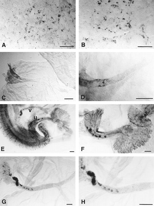 Fig. 3. Expression of CD34 mRNA in the developing mouse yolk sac and allantois. (A) 4-5–somite stage: many of the stained cells are elongated and surround unstained tissue, suggesting that they are endothelial cells lying around the periphery of the blood islands. (B) 12-somite stage: endothelial staining is weaker but the rounded haematopoietic cells retain CD34 expression. (C) Day 9, 20-somite stage: the only CD34 expression in the yolk sac is in the vitelline artery at the point that it emerges from the embryo. (D) Vitelline artery at the 20-somite stage at a higher magnification: the stained endothelial cells are discontinuous. (E) Day 10 embryo (around 30 somites), showing the points of emergence of the umbilical (u) and vitelline (v) vessels from the embryo. (F ) Day 10 umbilical vessels dissected away from the embryo, showing foci of CD34+ staining; the allantoic capillaries within the chorioallantoic placenta are strongly stained. (G and H) Day 10 vitelline artery dissected away from the embryo, showing foci of CD34+ cells at the proximal end (left) only. Scale bars = 100 μm