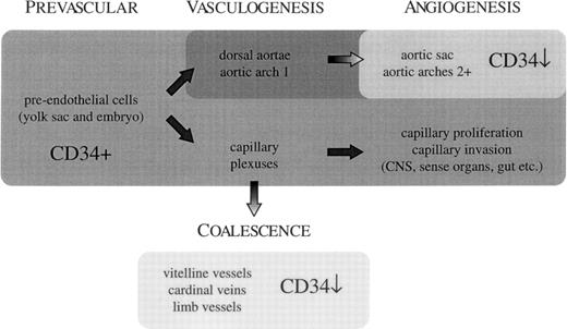 Fig. 5. Diagrammatic summary indicating the intensity of staining for CD34 RNA transcripts and protein in developing blood vessels, indicating the relationship between staining intensity (as indicated by depth of shading) and the mode of blood vessel formation. In general, CD34 expression is strong in pre-endothelial cells, in vessels formed by condensation of pre-endothelial cells (ie, by vasculogenesis), particularly the dorsal aortae. Equally strong staining is observed in vessels forming by capillary sprouting, but the larger vessels of the aortic arch region are not strongly stained during their formation even though their origin can be described as angiogenetic. Vessels formed by the coalescence of networks of smaller vessels showed low or undetectable levels of CD34 staining.