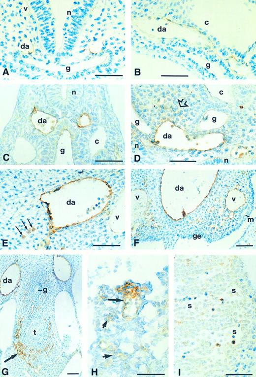 Fig. 2. Immunohistochemical detection of CD34 glycoprotein in the developing embryo. (A) Transverse section of the cranial region of an 8-somite stage embryo, showing staining in the two dorsal aortae (da); staining is barely detectable in the primary head vein (v). (B) Dorsal aorta in the trunk region of an 8-somite embryo in longitudinal section: the endothelium expresses CD34. (C) Transverse section of a 10-somite stage embryo, showing CD34 expression in the endothelium of the dorsal aorta and in blood cells in the lumen; staining is not present in the posterior cardinal vein (v); slight staining of dorsal gut (g) epithelium. (D) Longitudinal section through the trunk of a 12-somite stage embryo: staining of the endothelium and blood cells of the dorsal aorta (da), in adjacent mesenchymal cells (open arrow), and in the neuroepithelium (n). (E) Transverse section (dorsal/ventral is left/right, medial/lateral is top/bottom) of one of the dorsal aortae (da) of a day 10 embryo, showing CD34 expression on the endothelial surface and in discrete rounded cells in the adjacent mesenchyme (arrows); these are probably hematopoietic cells. The posterior cardinal vein (v) is unstained. (F ) Fused dorsal aorta (da) of a day 10 embryo, showing staining on the endothelial surface and also on large (probably hematopoietic) cells attached to the vessel walls. There is also staining in many small vessels within the nephrogenic mesenchyme, and of the posterior cardinal veins (v), which appear to be generating the capillary sprouts. (G) Day 10 embryo, showing CD34+ precapillary sprouts (arrow) surrounding the tracheal diverticulum (t) and, to a lesser extent, the oesophagus (g). (H) Allantois of a 10-somite embryo, showing CD34 expression in the walls and blood cells of a formed vessel (large arrow) and in prevascular mesenchyme (small arrows). (I) Day 10 liver, showing staining in hematopoietic cells but not on the endothelium of the sinusoids (s). c, coelom; g, gut; ge, gonadal epithelium; m, mesonephric duct; n, neural epithelium. Scale bars = 50 μm