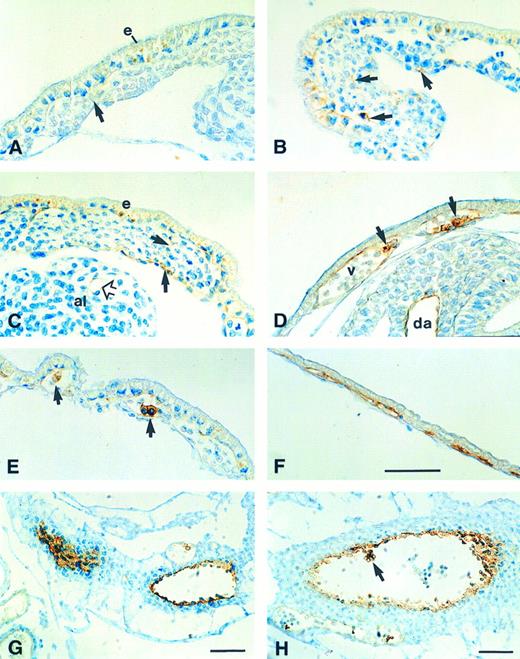 Fig. 4. Expression of CD34 glycoprotein in the developing yolk sac and extraembryonic blood vessels. (A) Yolk sac from a 4-somite stage embryo: staining appears to be confined mainly to the endodermal layer (e); light staining (arrow) is present between two blood islands in the mesodermal layer. (B) Yolk sac from a 6-somite stage embryo: there is staining in the endodermal layer and in scattered cells around the periphery of the blood islands (arrows). (C) Yolk sac and allantois of an 8-somite embryo: CD34 is expressed in the endoderm (e) and around the periphery of the blood islands (arrows), but not in the hematopoietic cells nor in the allantoic mesenchyme (al) except for small blood vessels (open arrow). (D) Yolk sac from a 10-somite embryo: staining of the endothelium of the vitelline blood vessels (v) is comparable with that of the dorsal aorta (da); large cells (arrowed) within the vessels are also stained. (E) Yolk sac of an 18-somite stage day 9 embryo, showing less prominent staining in the vascular endothelium and a subset of strongly stained cells (arrows) within the lumina of the vessels. (F ) Day 10 yolk sac, showing CD34 expression on the endothelium of flattened vessels; large stained cells are absent. (G) Proximal portion of the vitelline artery, showing CD34+ sites of possible haematopoietic activity. (H) Umbilical artery, showing CD34+ hematopoietic cells (arrow) and a thickened, possibly haematopoietic region. Scale bars (A through F on F ) = 50 μm.