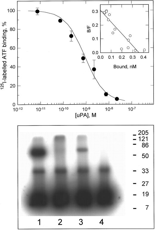 Fig. 1. 125I-labeled ATF binding to VSMCs. The upper panel shows the competitive displacement curve for the specific binding of 125I-labeled amino-terminal fragment of uPA to VSMCs, after subtraction of nonspecific binding (<15% of total binding). Data shown are the mean ± SD of duplicate determinations. The inset shows a Scatchard transformation of these data. In three independent experiments, the binding constants were determined as kd = 1.2 ± 0.4 nmol/L, Bmax = 60,000 ± 16,000 sites/cell (mean ± SD). The lower panel shows chemical cross-linking of 125I-labeled ATF to Triton X-114 lysates of VSMCs. Lane 1, recombinant soluble uPAR; lane 2, aqueous phase of X-114 lysate; lane 3, detergent phase of X-114 lysate; lane 4, 125I-labeled ATF cross-linked alone. The ATF:uPAR complex in lane 3 migrates with an apparent molecular weight of 70 kD. The band of 35 kD present in all lanes represents cross-linked dimers of ATF.