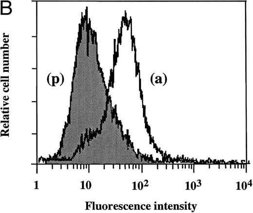 Fig. 5. Flow cytometry of the effect of dilazep on TF antigen expression on the surface of HUVECs stimulated with TNF, thrombin, or PMA. HUVECs were stimulated for 5 hours with each stimulant. (A) Control, (B) 1,000 U/mL TNF, (C) 25 nmol/L thrombin, and (D) 5 nmol/L PMA, in the presence (p) or absence (a) of 100 μg/mL dilazep. The cells were then harvested, incubated with murine monoclonal antihuman TF IgG, and then incubated with FITC-labeled goat antimouse IgG-antibody. Fluorescence intensity was determined by FACScan as described in the Materials and Methods, and the data are displayed using a logarithmic scale.