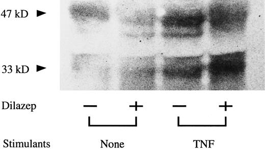 Fig. 7. Western blot analysis of the effect of dilazep on the molecular mass of TF in HUVECs stimulated with TNF. HUVECs were treated for 5 hours with TNF (1,000 U /mL) in the presence of 100 μg/mL dilazep. The TF antigen in HUVECs were detected by Western blot analysis using polyclonal antihuman TF antibody (see the Materials and Methods).