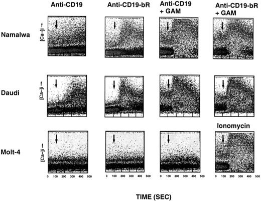 Fig. 1. Time-dependent and cell-specific effects of anti-B4–bR and anti-B4 on intracellular calcium mobilization. Namalwa, Daudi, and Molt-4 cells were loaded with the Ca2+ indicator Fluo-3-AM and then stimulated with a concentration of 5 nmol/L of unconjugated anti-B4 MoAb (anti-CD19), or anti-B4–bR (anti-CD19-bR) followed by GAM. In some experiments, Molt-4 cells were stimulated with ionomycin (3 μmol/L). Agents were added at 125 seconds as indicated by the arrows, and fluorescence was measured every second with no interruption of sample flow during the data collection period (from 0 to 512 seconds). Data are expressed as dot plots of fluorescence versus time. Traces are representative of eight, five, and two separate experiments with Namalwa, Daudi, and Molt-4 cells, respectively.