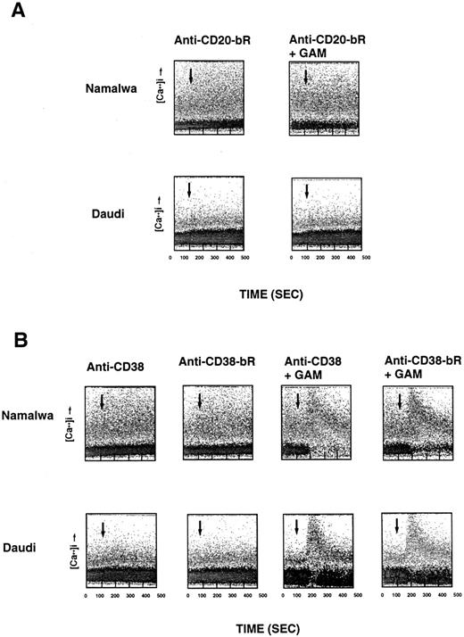 Fig. 2. Lack of effect of anti-CD20–bR (A) and anti-CD–38-bR (B) on calcium mobilization in Namalwa and Daudi cells. The experimental conditions are similar to those described in Fig 1.