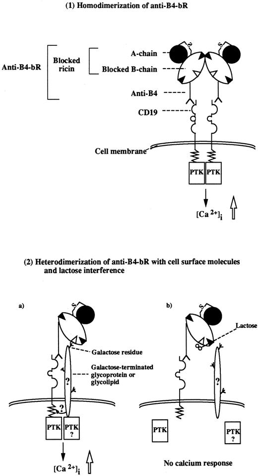 Fig. 6. Proposed mechanisms of increased calcium mobilization induced by anti-B4–bR. (1). Homodimerization of monomeric anti-B4–bR occurs either in solution or on cell surface, leading to cross-linking of two CD19 molecules. (2a). The MoAb moiety of anti-B4–bR binds to one CD19 antigen, while a putative residual galactose binding site within the blocked ricin moiety binds to cell surface molecules. (2b). The latter interaction is specifically inhibitable with lactose. It remains to be established whether the surface molecules, which bind to blocked ricin, are CD19 or other molecules that synergize with CD19 signaling. In both models, the downstream signaling pathways may include promotion of physical interaction between CD19 and receptor-associated PTK, followed by phosphorylation of PLCγ, generation of IP3, release of calcium from intracellular stores, and influx from the extracellular milieu. The two models proposed are nonexclusive and could be complementary.