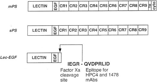 Fig. 1. Schematics of the P-selectin constructs. mPS contains an NH2-terminal lectin domain (lectin), followed by an EGF-like domain (EGF), nine consensus repeats (CR1-9) related to those in complement-regulatory proteins, a transmembrane domain (TM), and a cytoplasmic tail (cyto). sPS terminates with Ala730 at the junction of CR9 with the transmembrane domain. Lec-EGF contains the lectin and EGF domains (residues 1-156), plus a C-terminal extension that includes a factor Xa cleavage site and the epitope for the MoAbs HPC4 and 1478. Native mPS was purified from human platelets. Recombinant sPS and Lec-EGF were purified from the conditioned medium of transfected 293 cells. Not shown is the NH2-terminal signal peptide that is cleaved after synthesis of all three proteins.