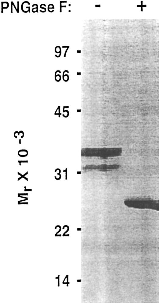 Fig. 2. Effect of PNGase F treatment of Lec-EGF. Purified Lec-EGF was incubated in the presence or absence of PNGase F. The treated samples were analyzed by SDS-PAGE in a 12.5% polyacrylamide gel under reducing conditions, followed by silver staining.