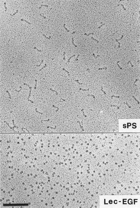 Fig. 3. Electron microscopy of rotary-shadowed P-selectin molecules. sPS molecules are elongated with a globular domain at one end of each molecule as observed previously.30 The globular Lec-EGF molecules are similar in size to the globular ends of the sPS molecules. Original magnification × 150,000. The bar indicates 100 nm.
