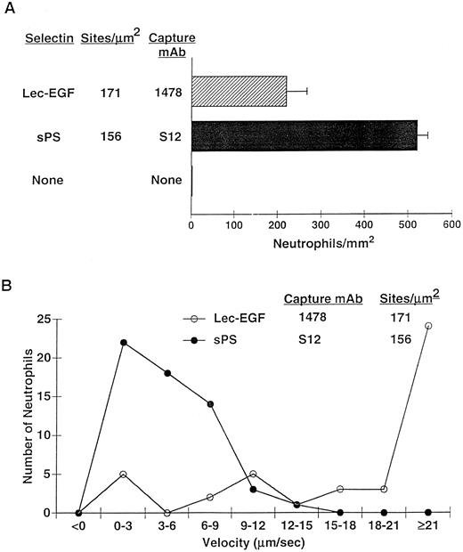 Fig. 7. Neutrophil adhesion to MoAb-captured Lec-EGF or sPS under hydrodynamic flow conditions. Lec-EGF or sPS was captured at the indicated density on 35-mm dishes with immobilized MoAb 1478 or S12, respectively. As a control, one dish was blocked with HSA but was not incubated with MoAb or selectin. Each dish was inserted into a parallel-plate flow chamber. (A) Neutrophils were perfused through the chamber at a wall shear stress of 1 dyn/cm2. After 4 minutes, the number of adherent cells (all of which rolled on the surface) were quantified. (B) The velocities of 50 individual neutrophils rolling on either Lec-EGF or sPS were measured. Similar results were obtained in two other experiments.