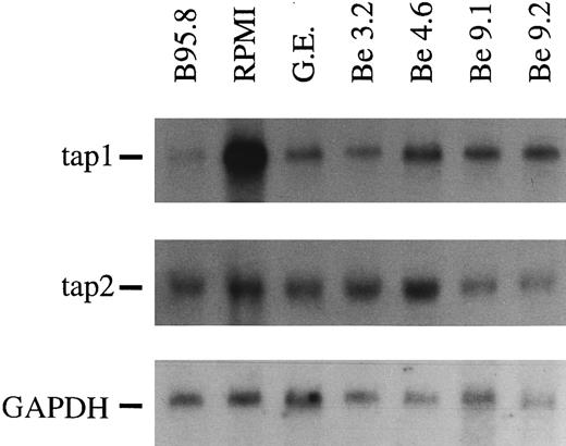 Fig. 1. In Northern blots, TAP1 mRNA levels in primary tonsillar B lymphocytes are reduced after 48 hours of incubation with B95.8 supernatant (lane 1, labeled B95.8) in comparison with the same B-cell preparation incubated with cell culture medium (lane 2, labeled RPMI) only. Immortalized B-cell lines established by EBV infection in vitro also show a reduced TAP1 expression, although the reduction was not as severe as in primary B lymphocytes incubated with B95.8 supernatant (lanes 3 through 7, labeled G.E., Be 3.2, Be 4.6, Be 9.1, and Be 9.2, respectively). The steady state of TAP2 mRNA is unaltered or only slightly affected in the same RNA preparations. GAPDH-specific hybridization of the Northern blot indicated that the amount of mRNA loaded is about the same in all lanes.