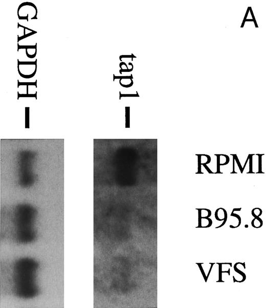 Fig. 2. (A) TAP1 mRNA levels in primary B cells from two different donors are strikingly reduced after incubation with either B95.8 supernatant (labeled B95.8) or VFS (labeled VFS) in comparison with cells incubated with culture medium only (labeled RPMI). (B) The TAP1 mRNA level is not reduced with cell culture supernatant derived from the EBV-negative, IL-10–negative cell line DG7524 in comparison with reduced levels detected after treatment with B95.8 supernatant. (C) Cell culture medium (RPMI with 10% fetal calf serum) with appropriate dilutions of recombinant vIL-10 and hIL-10 from transiently transfected Cos7 cells causes the same reduction of TAP1 steady-state mRNA levels in primary B lymphocytes as does treatment with B95.8 shown in (A). B lymphocytes from two different donors were analyzed in parallel. (D) TAP1 mRNA steady-state level is reduced in tonsillar B cells after incubation with commerially available recombinant human IL-10 in a dose-dependent manner.