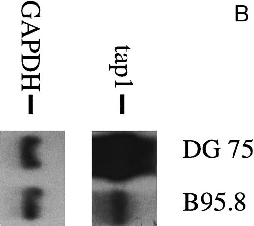 Fig. 2. (A) TAP1 mRNA levels in primary B cells from two different donors are strikingly reduced after incubation with either B95.8 supernatant (labeled B95.8) or VFS (labeled VFS) in comparison with cells incubated with culture medium only (labeled RPMI). (B) The TAP1 mRNA level is not reduced with cell culture supernatant derived from the EBV-negative, IL-10–negative cell line DG7524 in comparison with reduced levels detected after treatment with B95.8 supernatant. (C) Cell culture medium (RPMI with 10% fetal calf serum) with appropriate dilutions of recombinant vIL-10 and hIL-10 from transiently transfected Cos7 cells causes the same reduction of TAP1 steady-state mRNA levels in primary B lymphocytes as does treatment with B95.8 shown in (A). B lymphocytes from two different donors were analyzed in parallel. (D) TAP1 mRNA steady-state level is reduced in tonsillar B cells after incubation with commerially available recombinant human IL-10 in a dose-dependent manner.