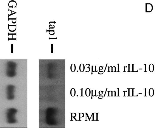 Fig. 2. (A) TAP1 mRNA levels in primary B cells from two different donors are strikingly reduced after incubation with either B95.8 supernatant (labeled B95.8) or VFS (labeled VFS) in comparison with cells incubated with culture medium only (labeled RPMI). (B) The TAP1 mRNA level is not reduced with cell culture supernatant derived from the EBV-negative, IL-10–negative cell line DG7524 in comparison with reduced levels detected after treatment with B95.8 supernatant. (C) Cell culture medium (RPMI with 10% fetal calf serum) with appropriate dilutions of recombinant vIL-10 and hIL-10 from transiently transfected Cos7 cells causes the same reduction of TAP1 steady-state mRNA levels in primary B lymphocytes as does treatment with B95.8 shown in (A). B lymphocytes from two different donors were analyzed in parallel. (D) TAP1 mRNA steady-state level is reduced in tonsillar B cells after incubation with commerially available recombinant human IL-10 in a dose-dependent manner.