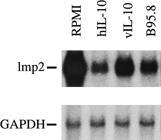 Fig. 5. mRNA levels of lmp2 in B cells are significantly reduced after incubation with viral IL-10 (vIL-10), cellular IL-10 (hIL-10), or B95.8 supernatants containing IL-10 (B95.8) in comparison to cells that had been incubated with RPMI only. hIL-10 seems to have the most dramatic effect on the reduction of lmp2 expression.