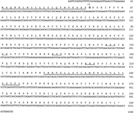 Fig. 1. Nucleotide sequence and predicted amino acid sequence of HLy9-β. Potential N-linked glycosylation sites are underlined. Hydrophobic stretches that would serve as a signal peptide region and a transmembrane region are double underlined. * indicates the termination codon.
