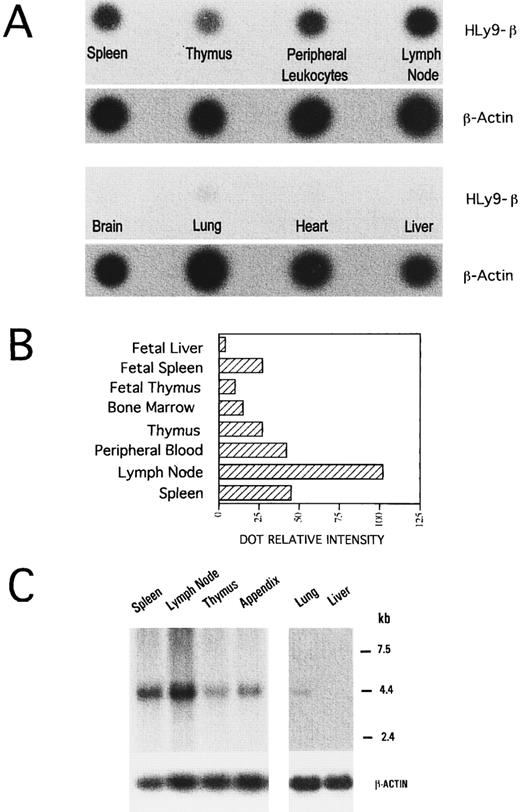 Fig. 2. mRNA analysis for HLy9-β. (A) Dot blot analysis of poly(A)+ RNA from different tissues using labeled HLy9-β and β-actin cDNA as probes. Autoradiography was scanned with a Bio-Profile densitometer (Vilber Loumart, Marne la Valleé, France). (B) Quantification of mRNA in different lymphoid tissues. Dot relative intensity as measured with Bio-1D Analysis Software (Vilber Loumart). (C) Northern blot analysis of HLy9-β.