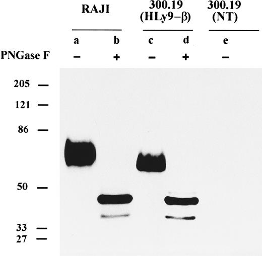 Fig. 5. Immunoprecipitation of cell surface CD84 protein. Detergent lysates of surface-labeled Raji cell line, 300.19 cells transfected with HLy9-β, and 300.19 untransfected cells were immunoprecipitated with the 2G7 plus 152-1D5. The immunoprecipitated materials were treated with or without N-glycosidase (PNGase F ) and analyzed under reducing conditions on a 10% SDS-polyacrylamide gel. Molecular weights (kD) were determined by the migration of a known protein standard.