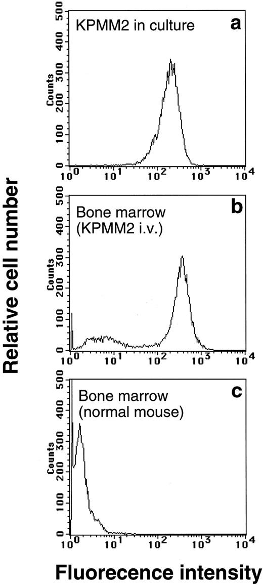 Fig. 1. Flow cytometric analysis of bone marrow cells in mice IV inoculated with 107 cells of KPMM2. Bone marrow cells were flushed out from femur of the mice on day 37, then stained with PE-labeled anti-CD38 antibody. As shown by (b), bone marrow was occupied by tumor cells (CD38+), wheras no CD38+ cells was observed in normal mice (c). (a) Fluorescence pattern of cultured KPMM2 cells.