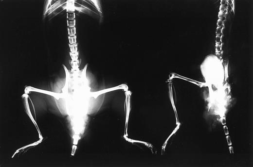 Fig. 3. X-ray photographic observation of bones in mice 37 days after IV inoculation with KPMM2 cells. Decrease in bone density was observed in the tumor bearing mouse (right) in comparison with normal mouse (left).